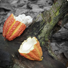 Latté au Cacao – Apaisant et Bien-être – boisson fonctionnelle bien-être – vue 7