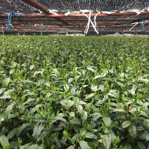 Latté au Matcha et Fraise – Énergie et Focus – 110 g – préparation protéinée – vue 4