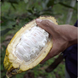 Protéine à base de plantes – Cacao – 315 g – préparation protéinée – vue 6