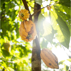 Protéine à base de plantes – Cacao – 315 g – préparation protéinée – vue 7