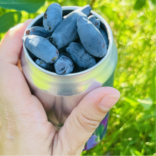 Apéritivo Boréal - Prêt-à-boire - Pétillant - KWE Cocktails 4 x 355 ml – Image 3