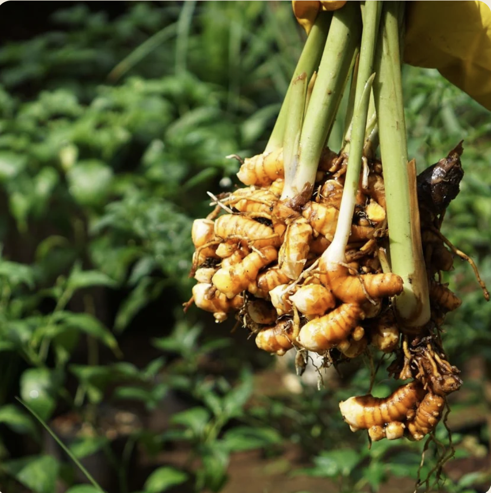 Latté au Curcuma - Vivifiant et Réconfortant - Sans sucre ajouté - Superaliments - Sans Gluten - Vegan - 20 Portions - SETA Organic 110 g – Image 4