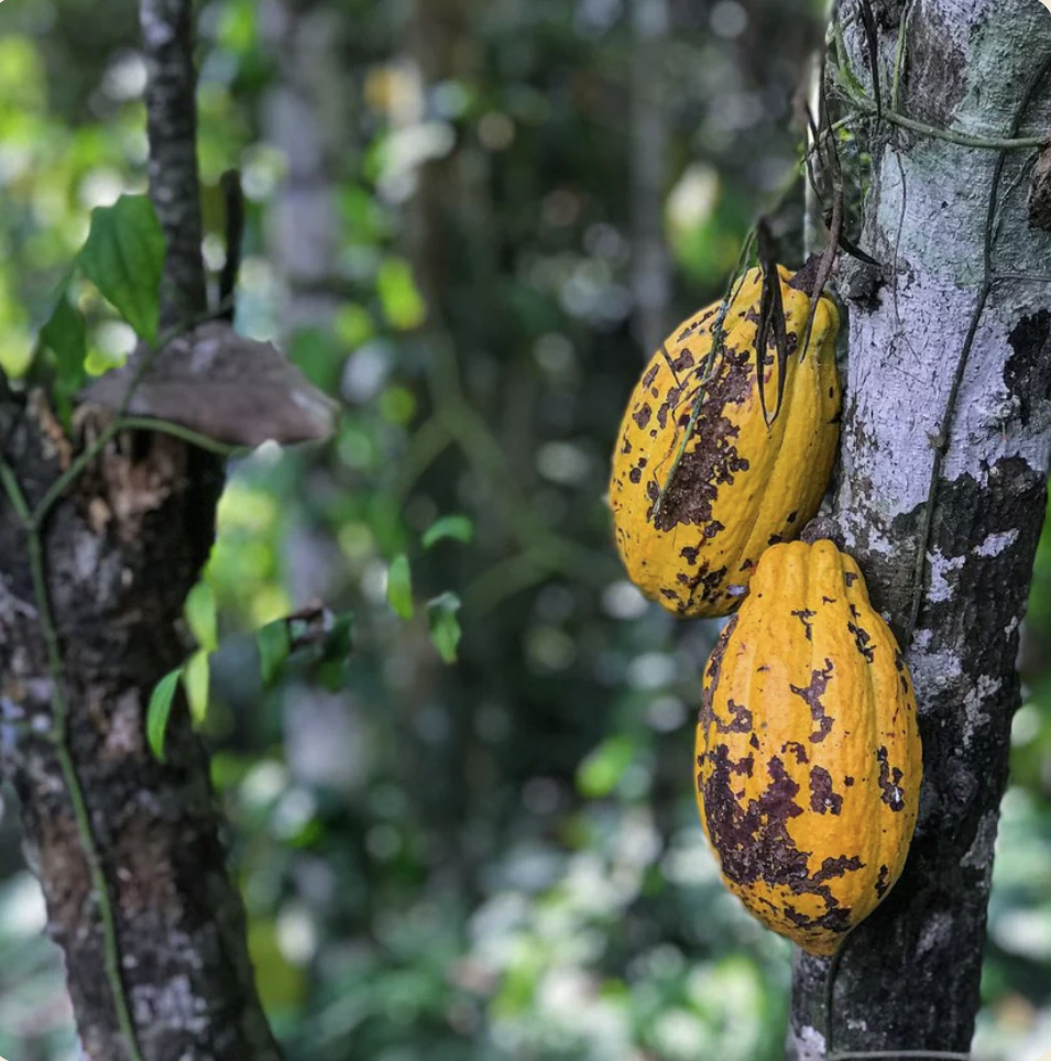 Latté au Cacao - Apaisant et Bien-être - Sans sucre ajouté - Superaliments - Plantes Adaptogènes - Sans Gluten - Vegan - 20 Portions - SETA Organic 185 g – Image 4