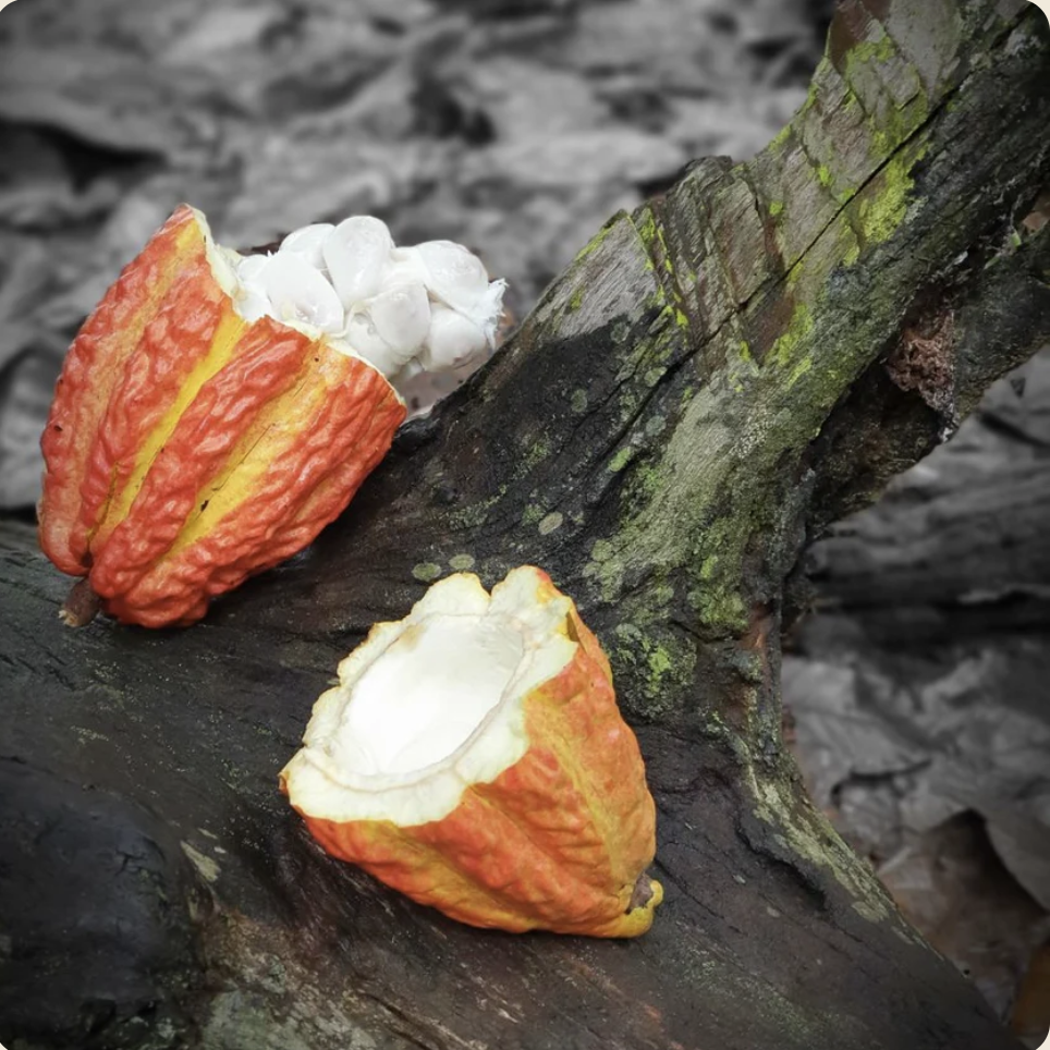 Latté au Cacao - Apaisant et Bien-être - Sans sucre ajouté - Superaliments - Plantes Adaptogènes - Sans Gluten - Vegan - 20 Portions - SETA Organic 185 g – Image 3