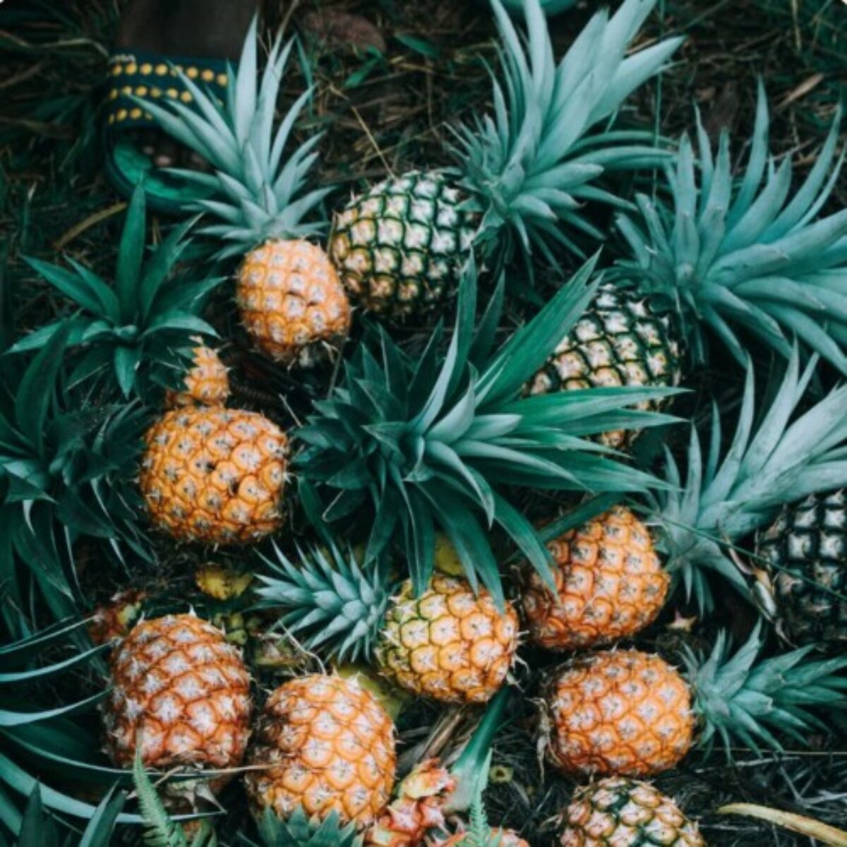 Smoothie Bleu Tropical